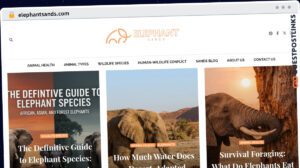 Publish Guest Post on elephantsands.com