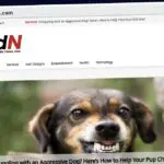Publish Guest Post on trandingdailynews.com