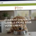 Publish Guest Post on lesanimauxdelafee.com