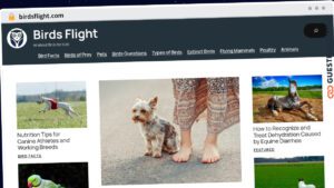 Publish Guest Post on birdsflight.com