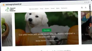 Publish Guest Post on italiangreyhound.pl