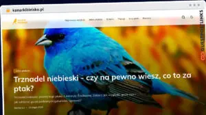 Publish Guest Post on kanarkibielsko.pl